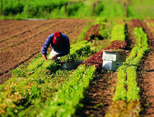 AZIENDE AGRICOLE